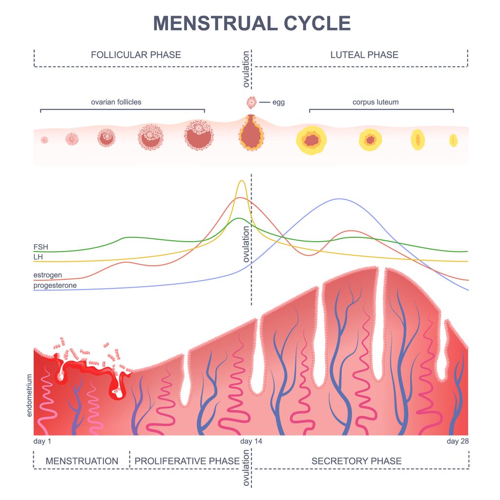 Birth Control And Menstrual Cycle ⋆